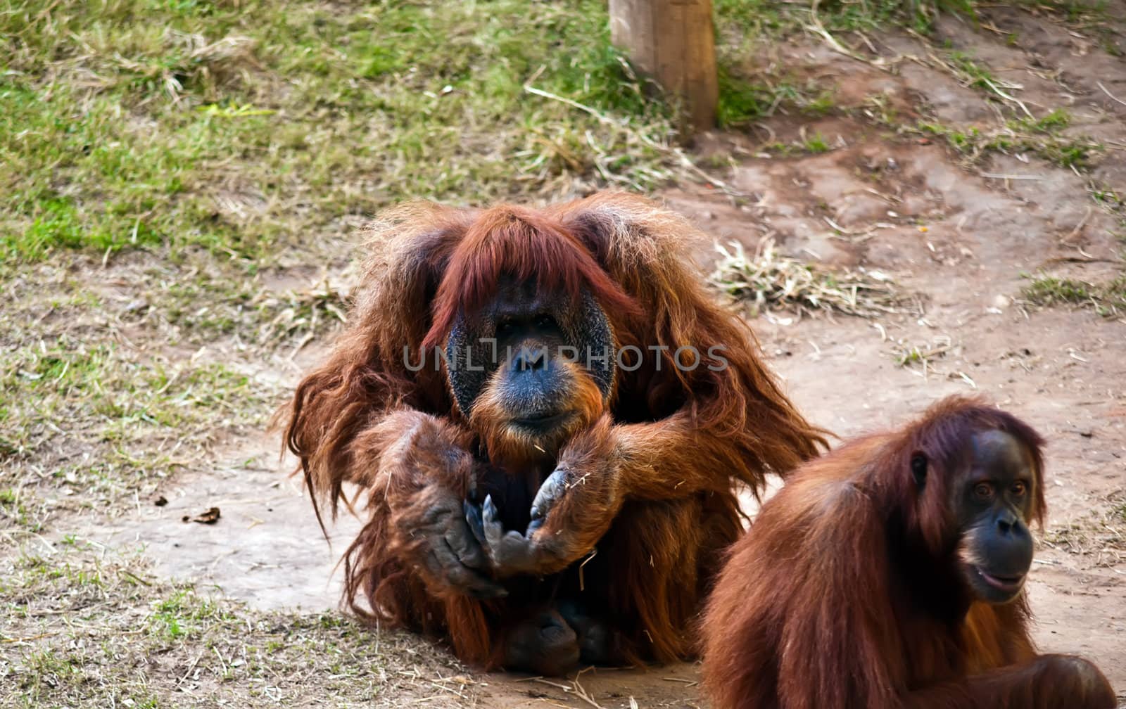 Female and male orangutan . Male orangutan sitting on the ground with outstretched hand.
