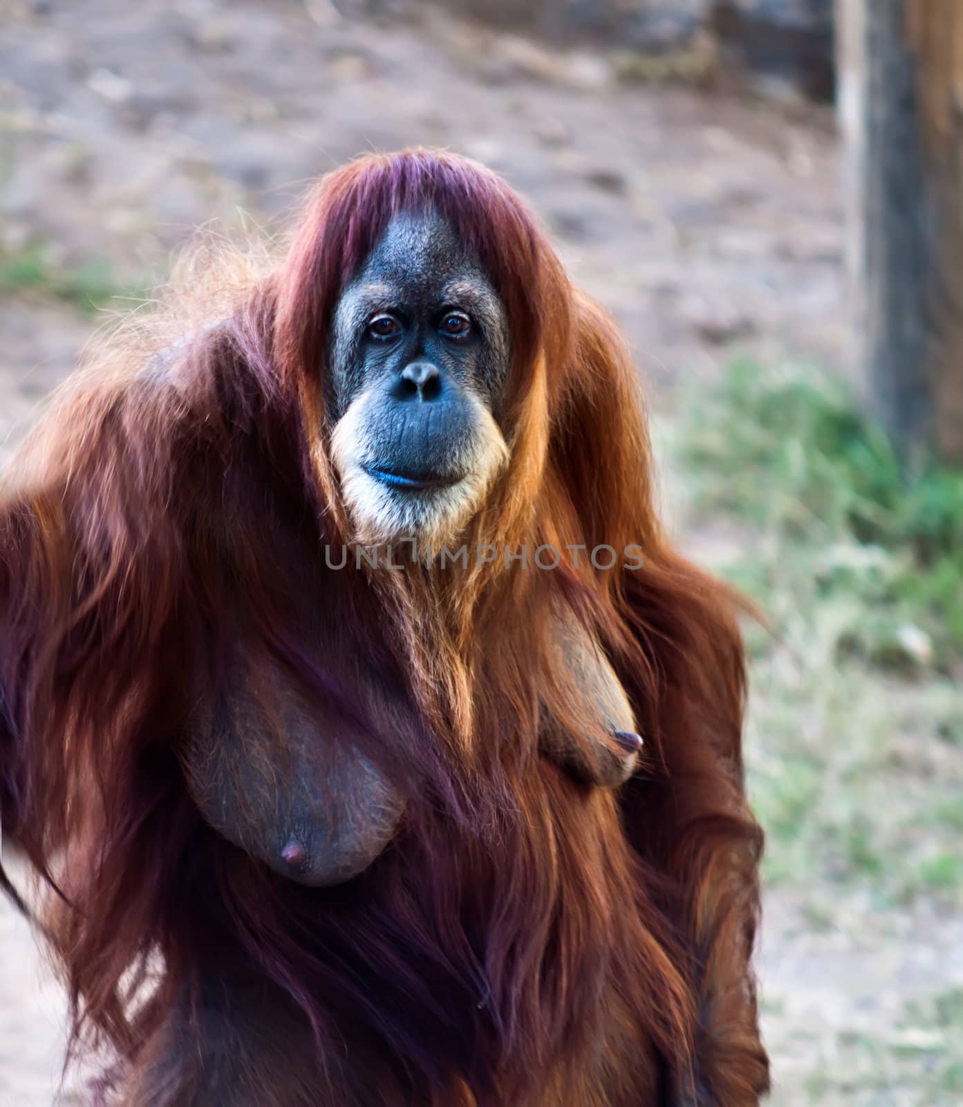 Portrait of an adult female orangutan standing on its hind legs.