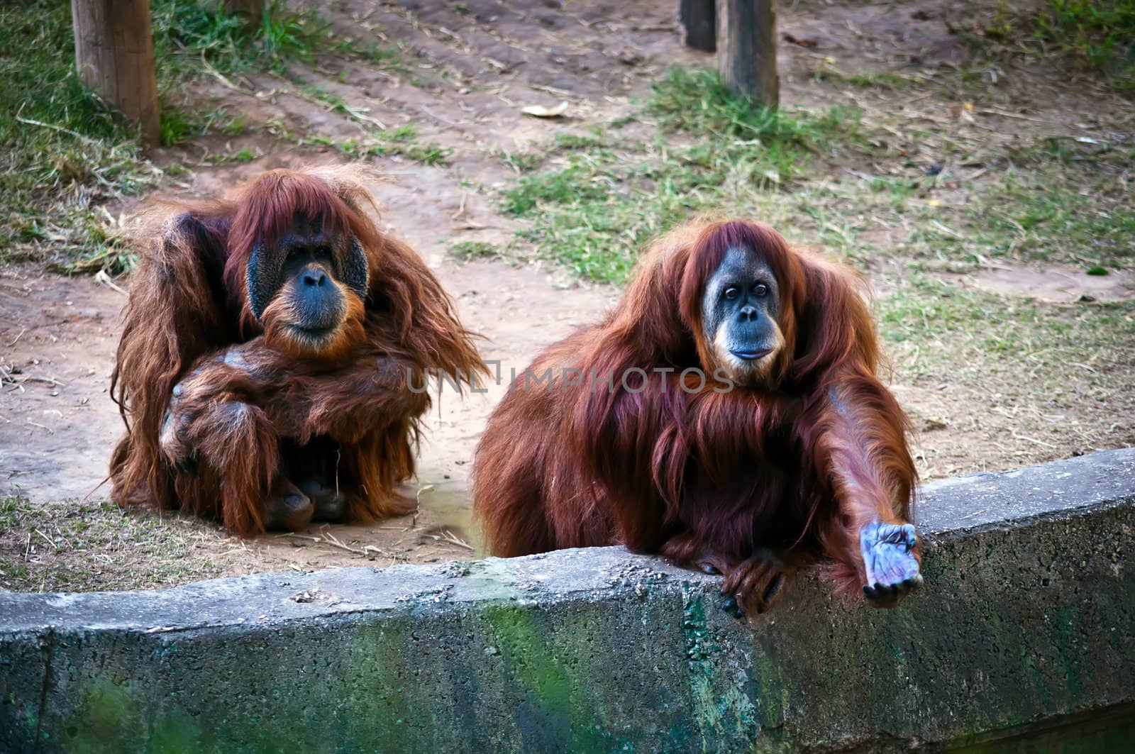 Family orangutans. Female with outstretched hand.