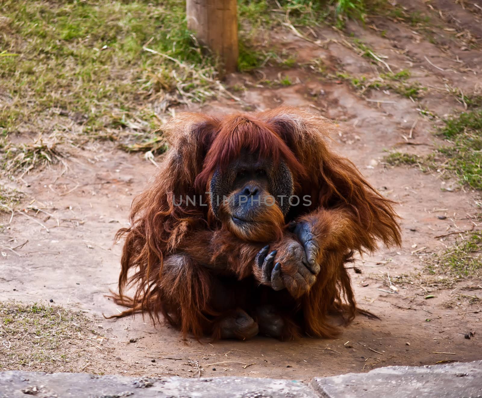 Portrait of a thoughtful adult orangutan.