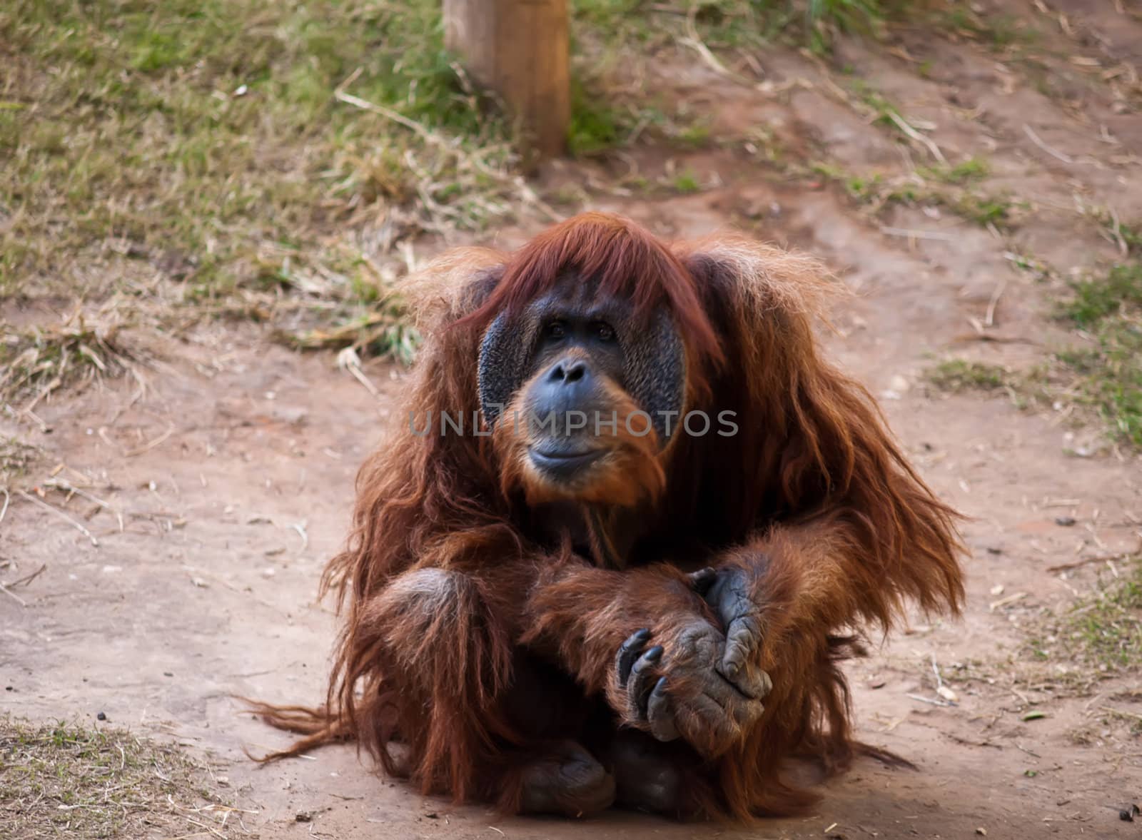Orangutan .  by LarisaP