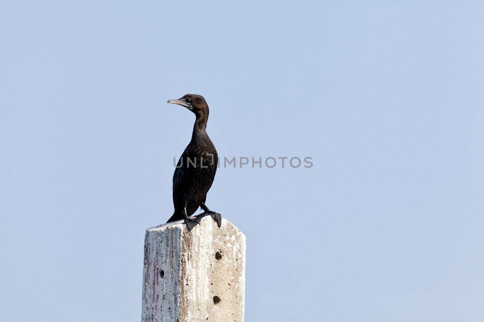 A Little Cormorant on post