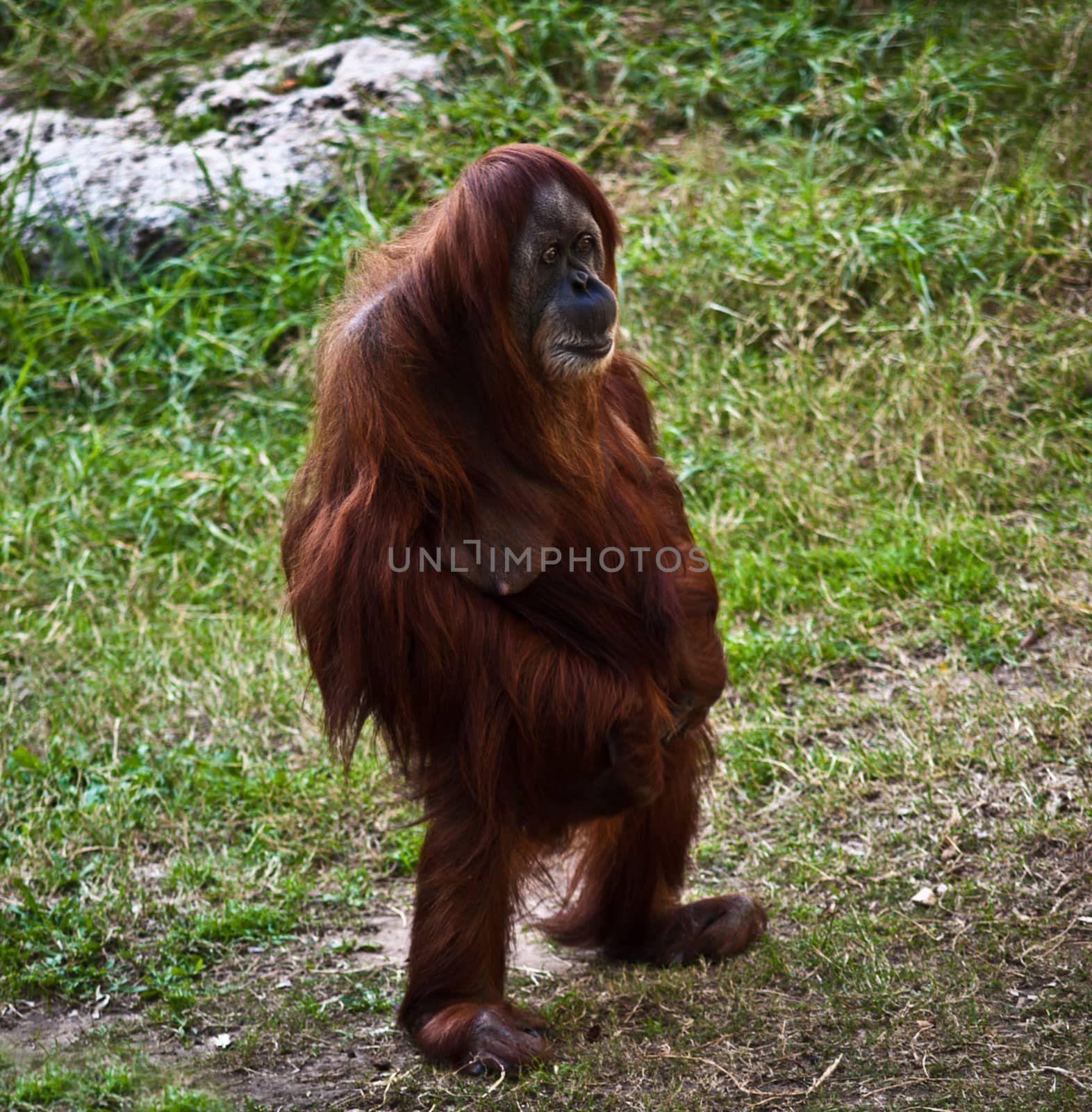 Portrait of an adult female orangutan standing on its hind legs.