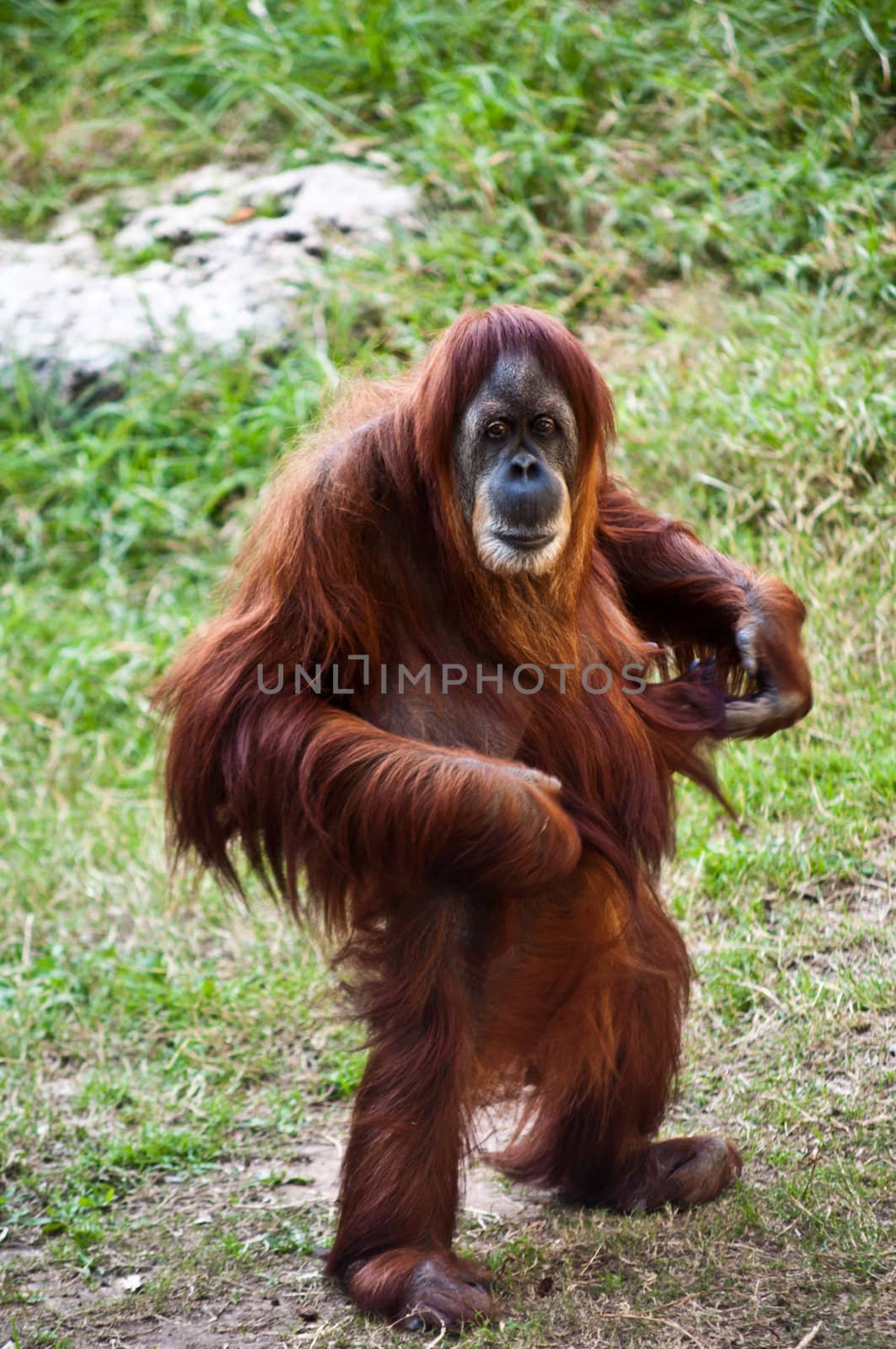 Orangutan .  by LarisaP