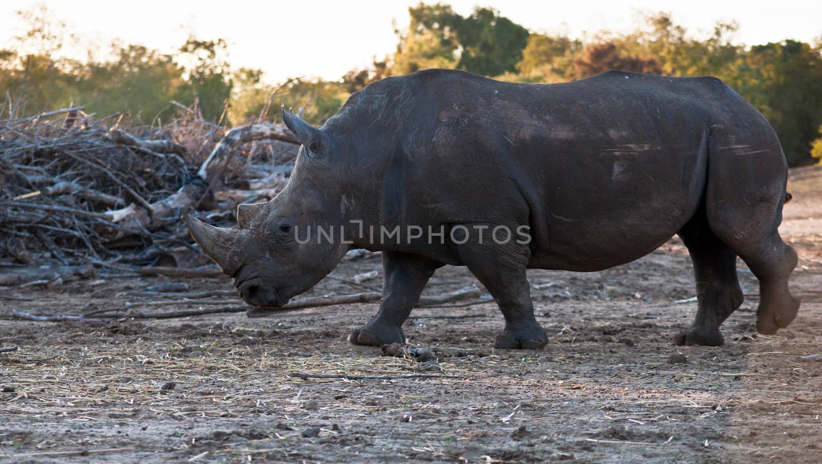 Rhino walking in the field .