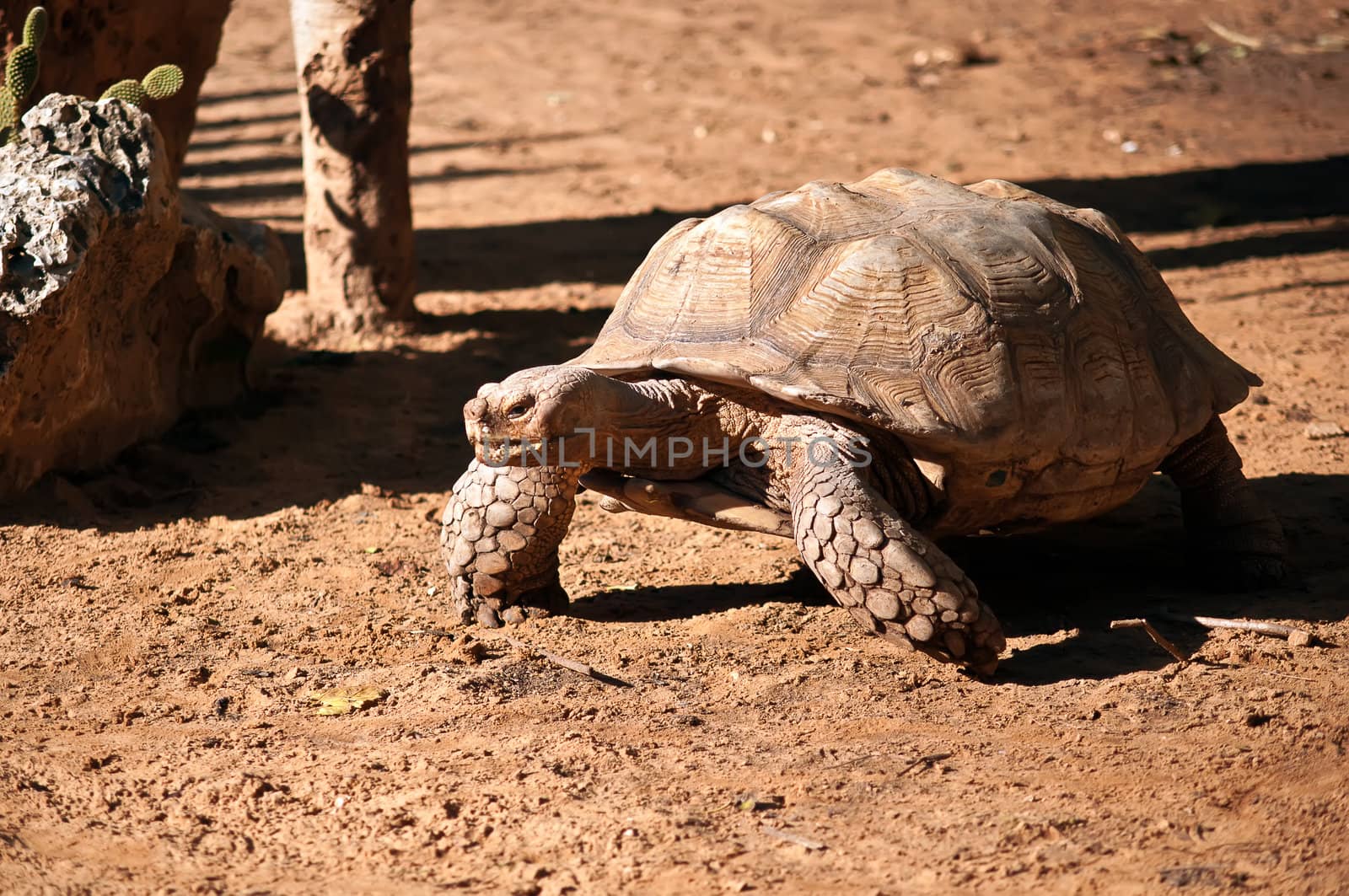 African spurred tortoise (Geochelone sulcata), also called the African spur thigh tortoise  or the sulcata tortoise, is a species of tortoise which inhabits the southern edge of the Sahara desert, in northern Africa.