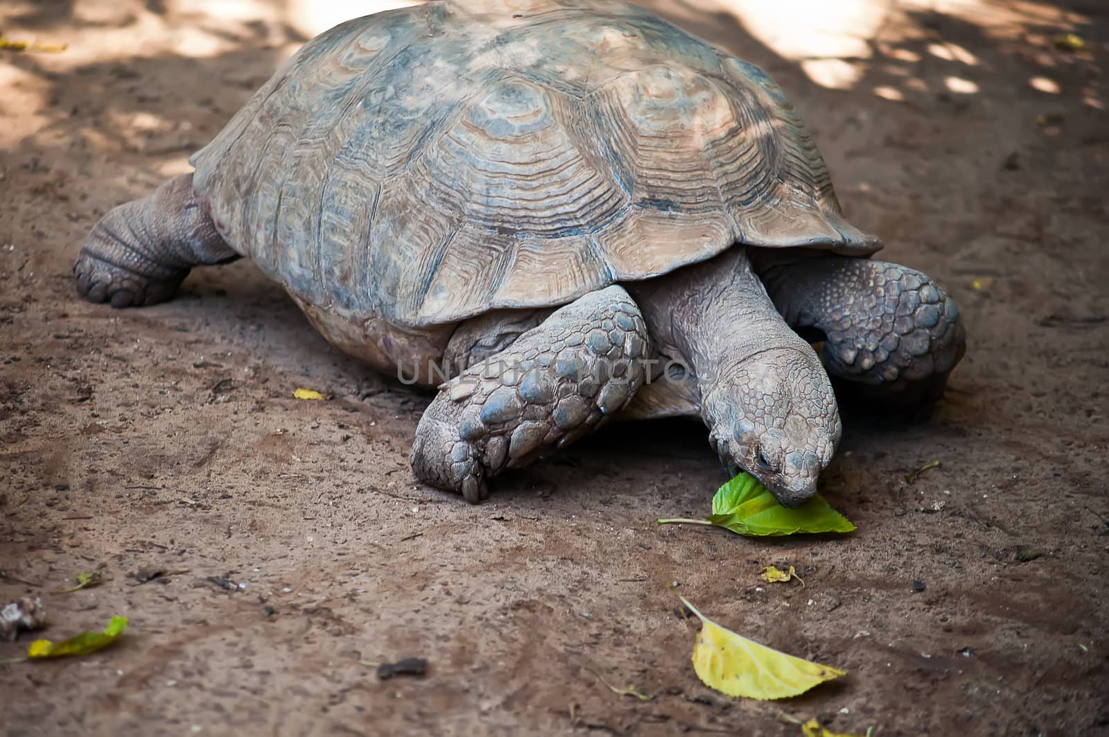 African spurred tortoise (Geochelone sulcata), also called the African spur thigh tortoise  or the sulcata tortoise, is a species of tortoise which inhabits the southern edge of the Sahara desert, in northern Africa.