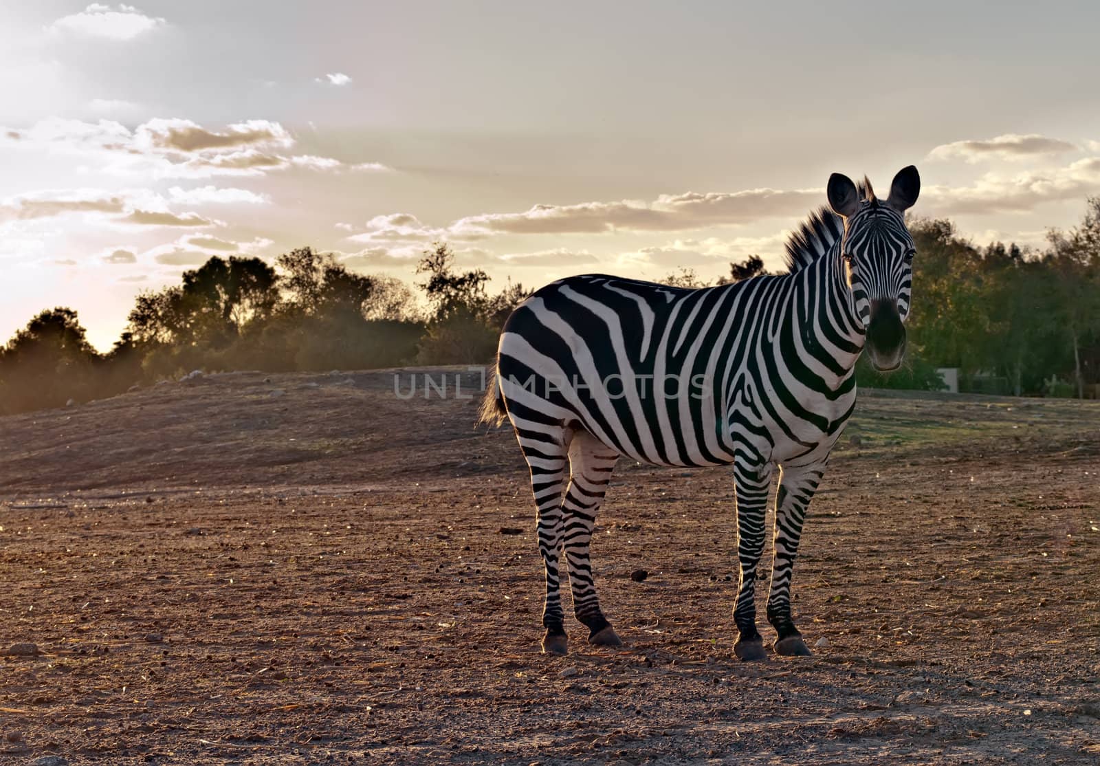 Portrait of a wild  zebra .