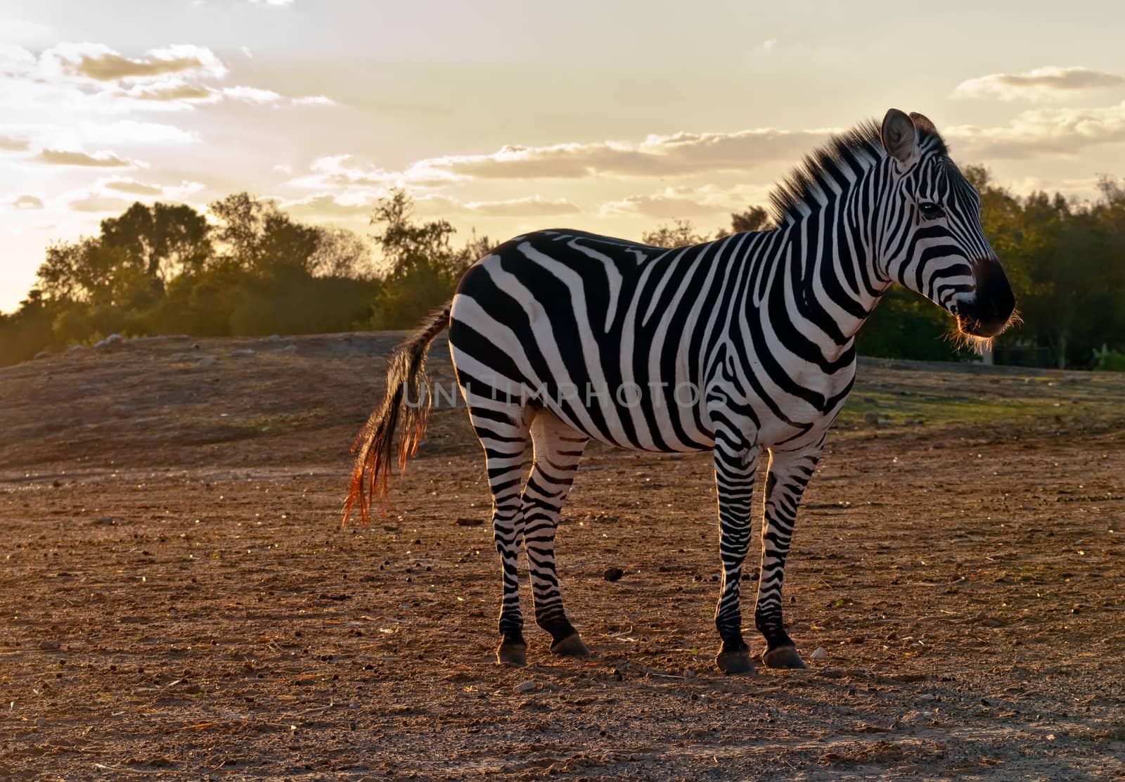 Portrait of a wild  zebra .