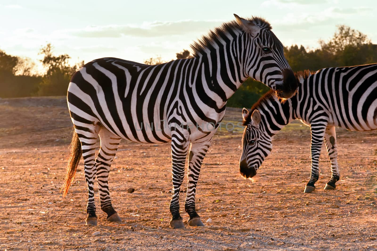 Portrait of two wild zebras .