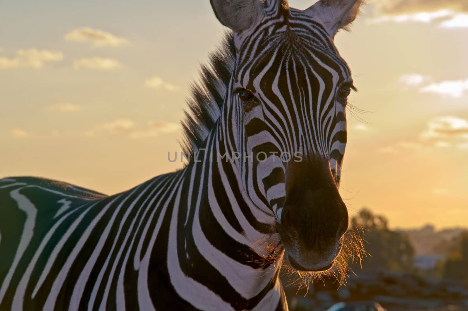 Portrait of a  zebra .