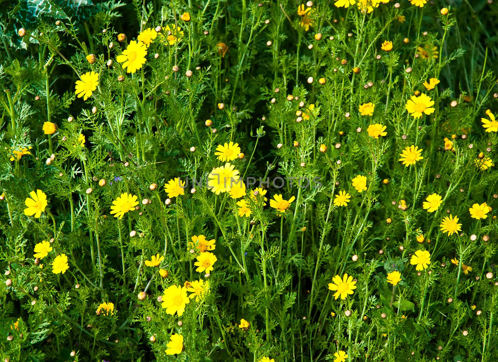 Yellow camomile (Anthemis tinctoria) in the spring day on the meadow .