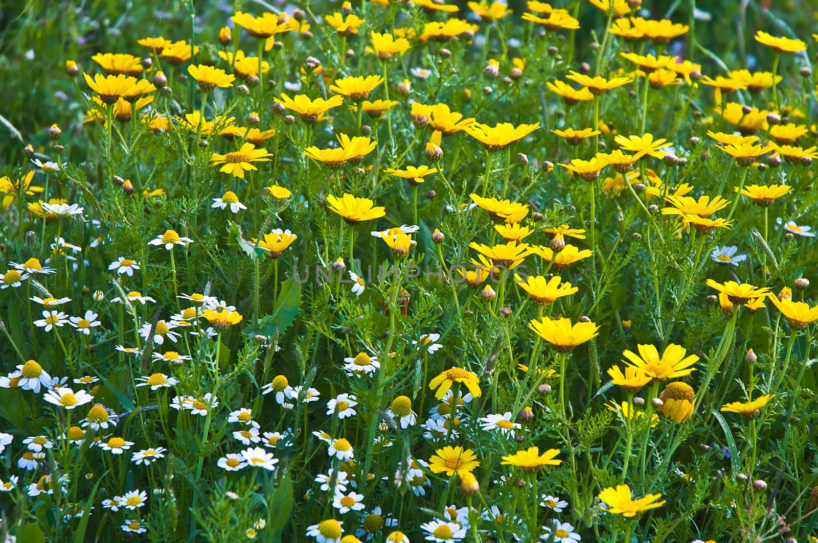 Yellow camomile (Anthemis tinctoria) in the spring day on the meadow .
