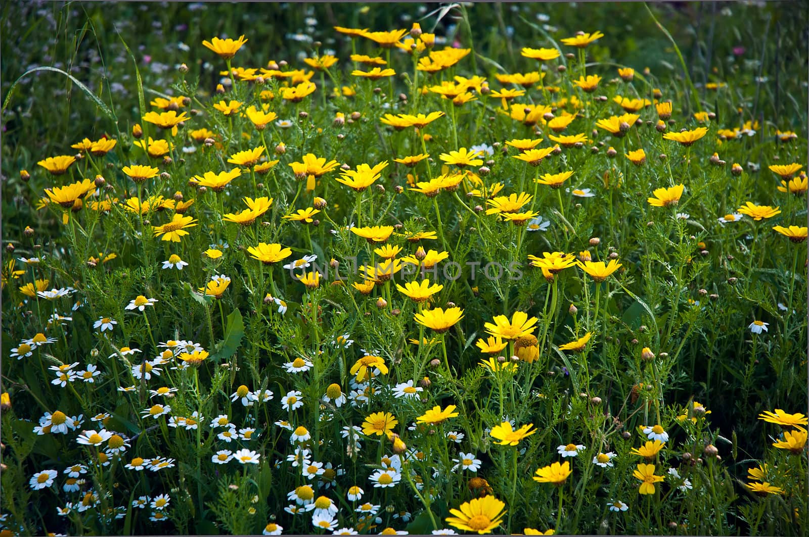 Yellow camomile (Anthemis tinctoria) in the spring day on the meadow .