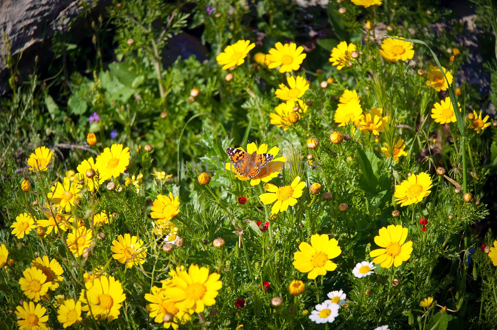 Yellow wildflowers . by LarisaP