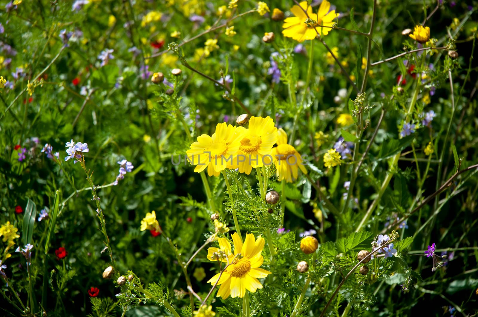 Yellow camomile (Anthemis tinctoria) in the spring day on the meadow .