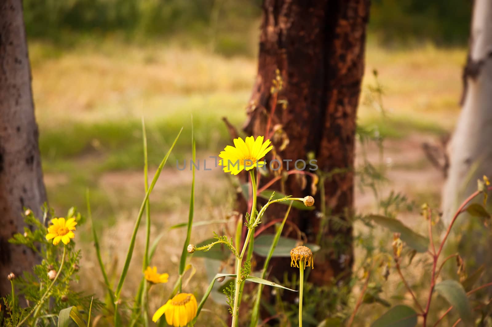 Yellow camomile (Anthemis tinctoria) in the spring day on the park .