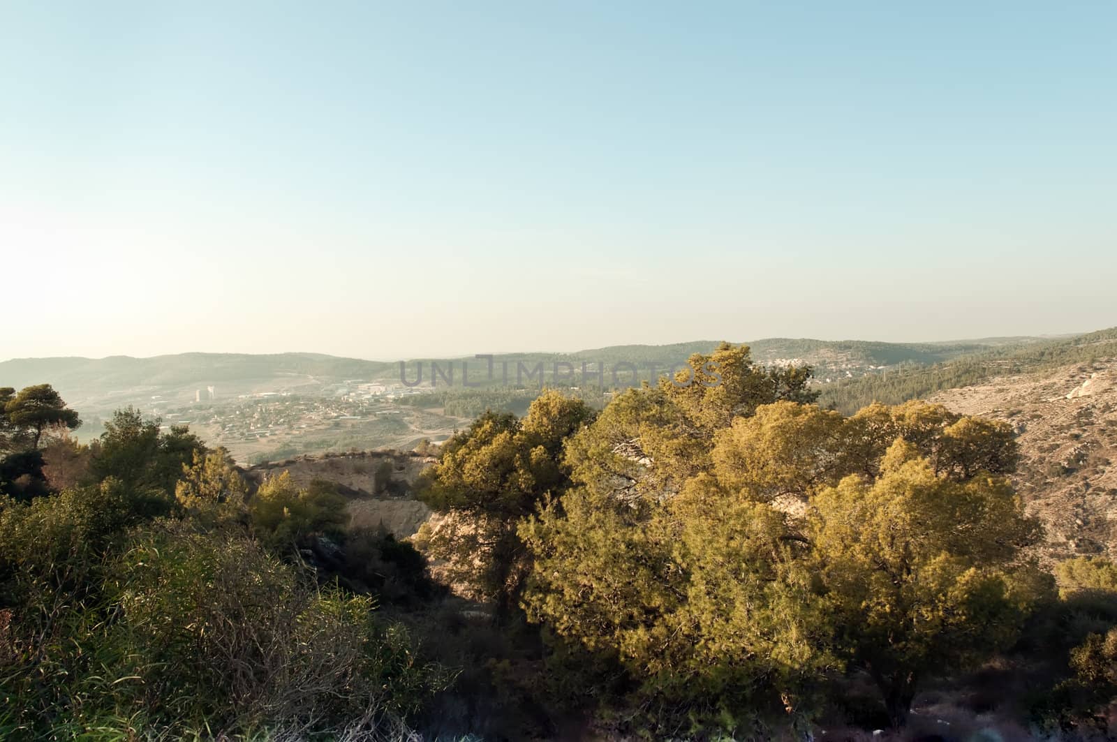View of the forest in Israel. Beit Shemesh.