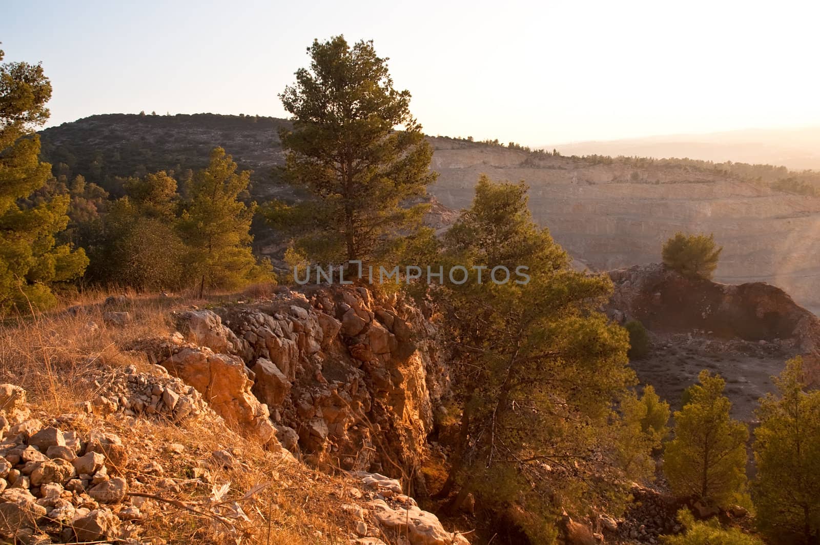 View of the forest in Israel. Area Jimal.
