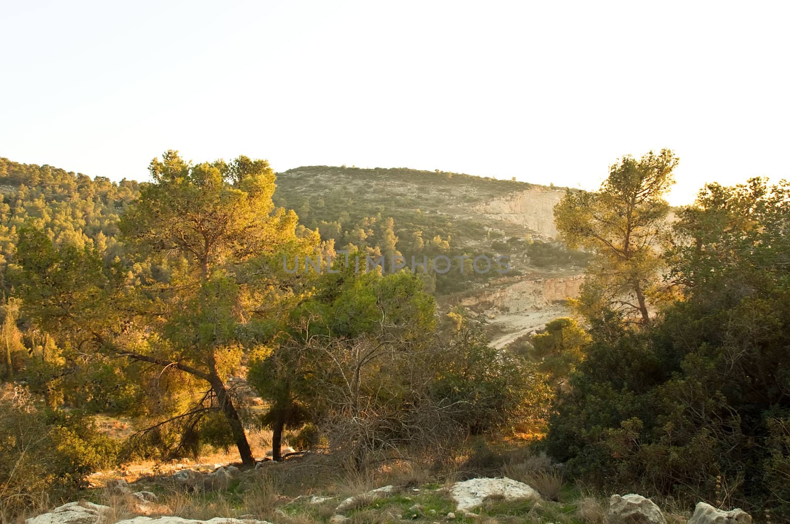 Nature of Israel . by LarisaP