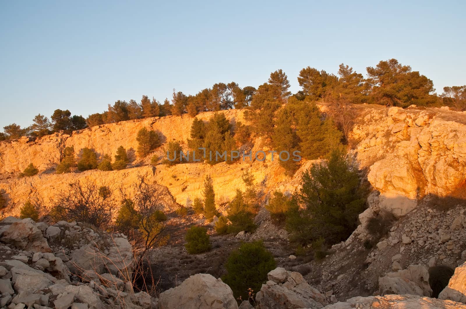 View of the forest in Israel. Area Jimal.