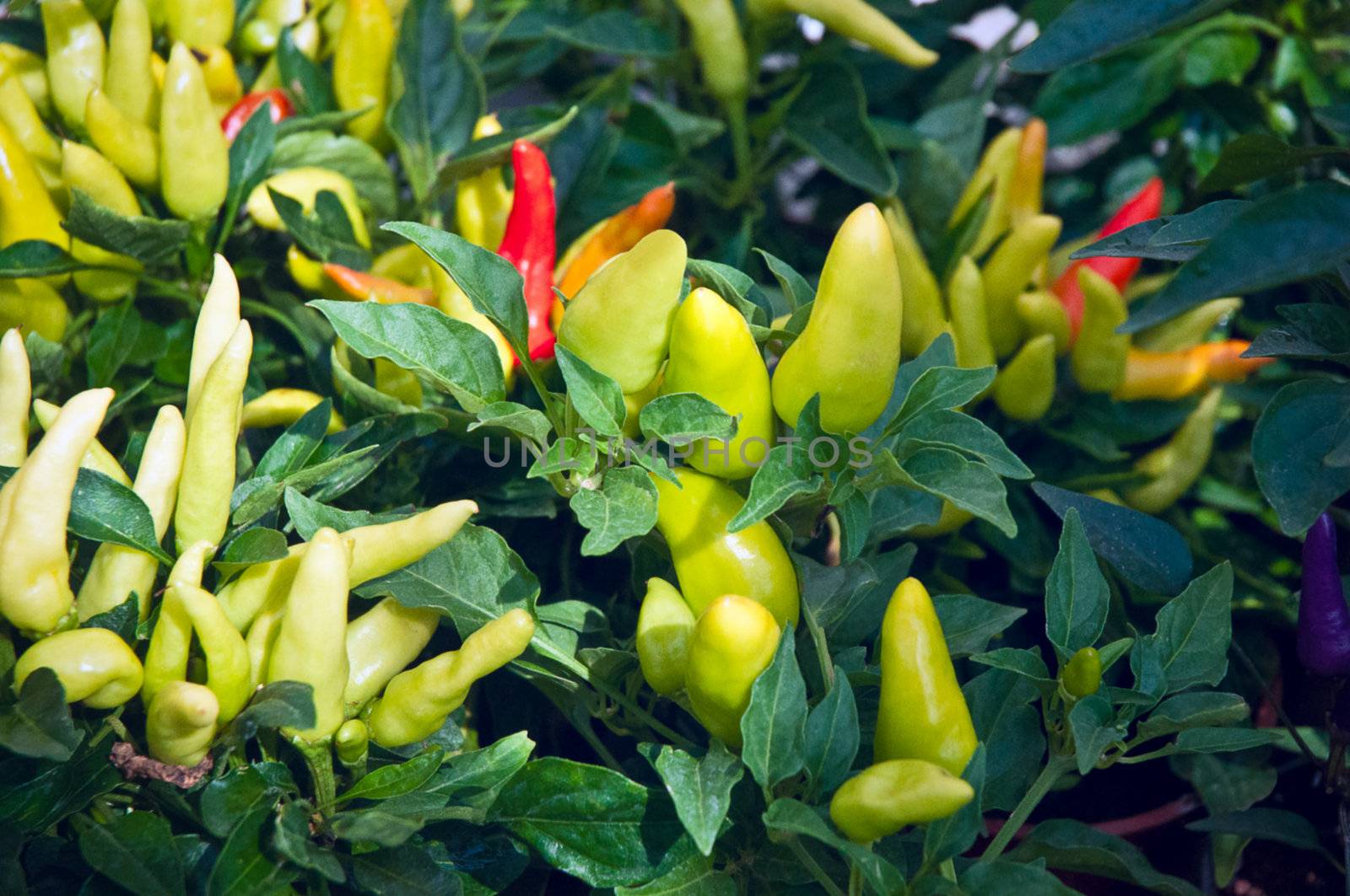 Fresh colorful chillies growing in the vegetable garden ready to harvest.