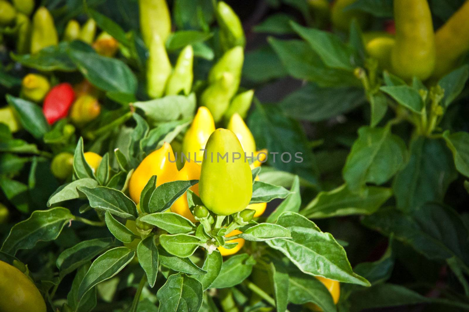 Fresh colorful chillies growing in the vegetable garden ready to harvest.