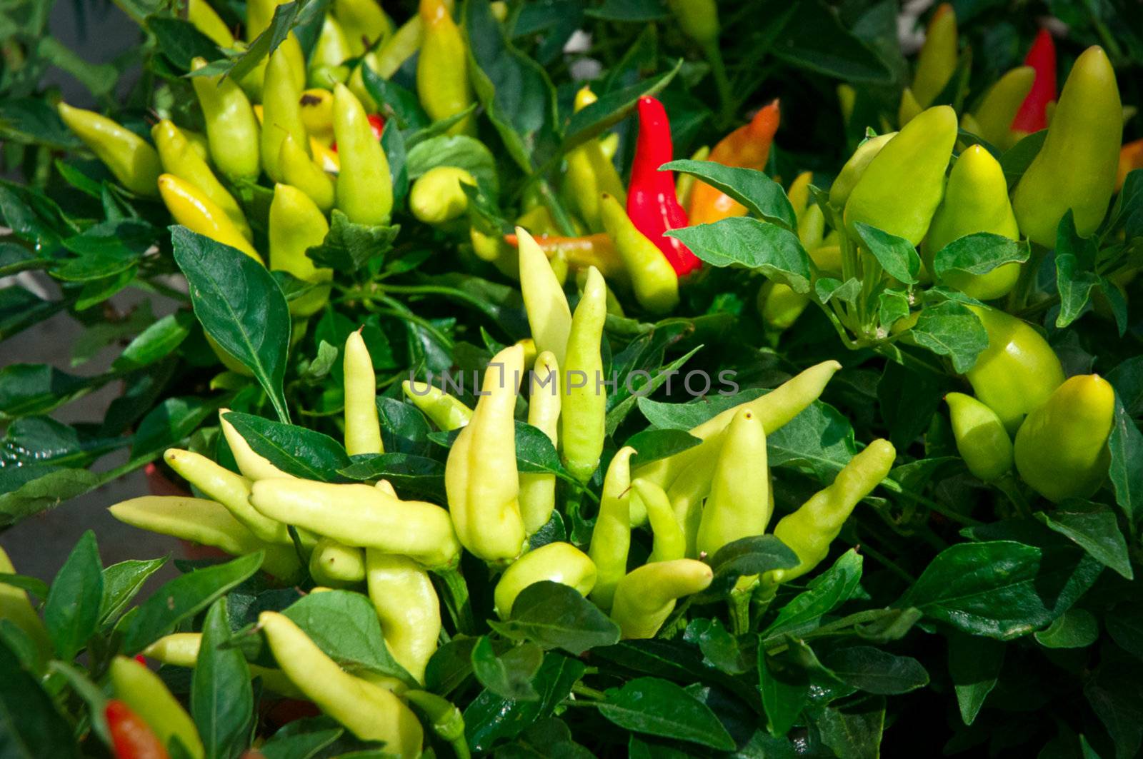 Red and yellow chili pepper growing on a plant . by LarisaP