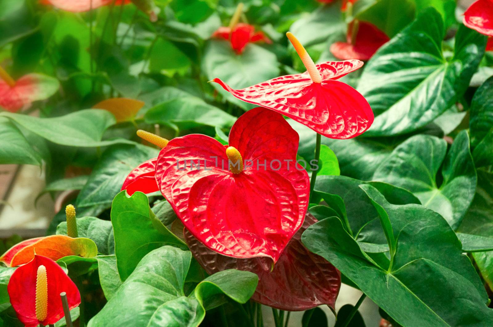 Red anthurium flower in the garden .