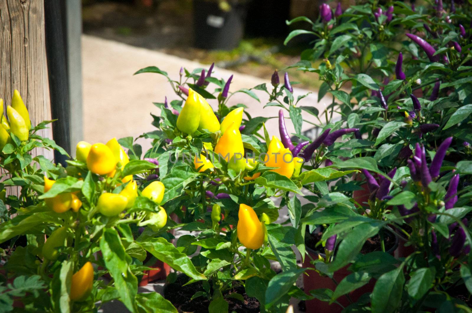 Purple and yellow chili pepper growing on a plant . by LarisaP