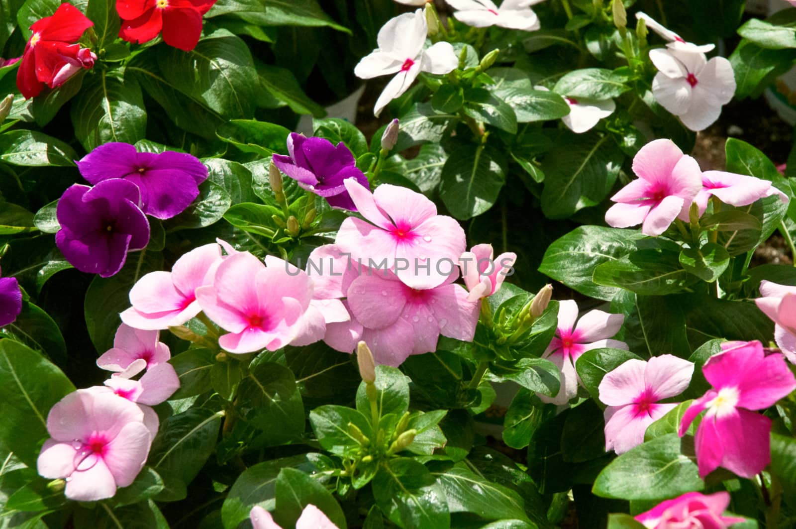 Flower background - multi-coloured phloxes .