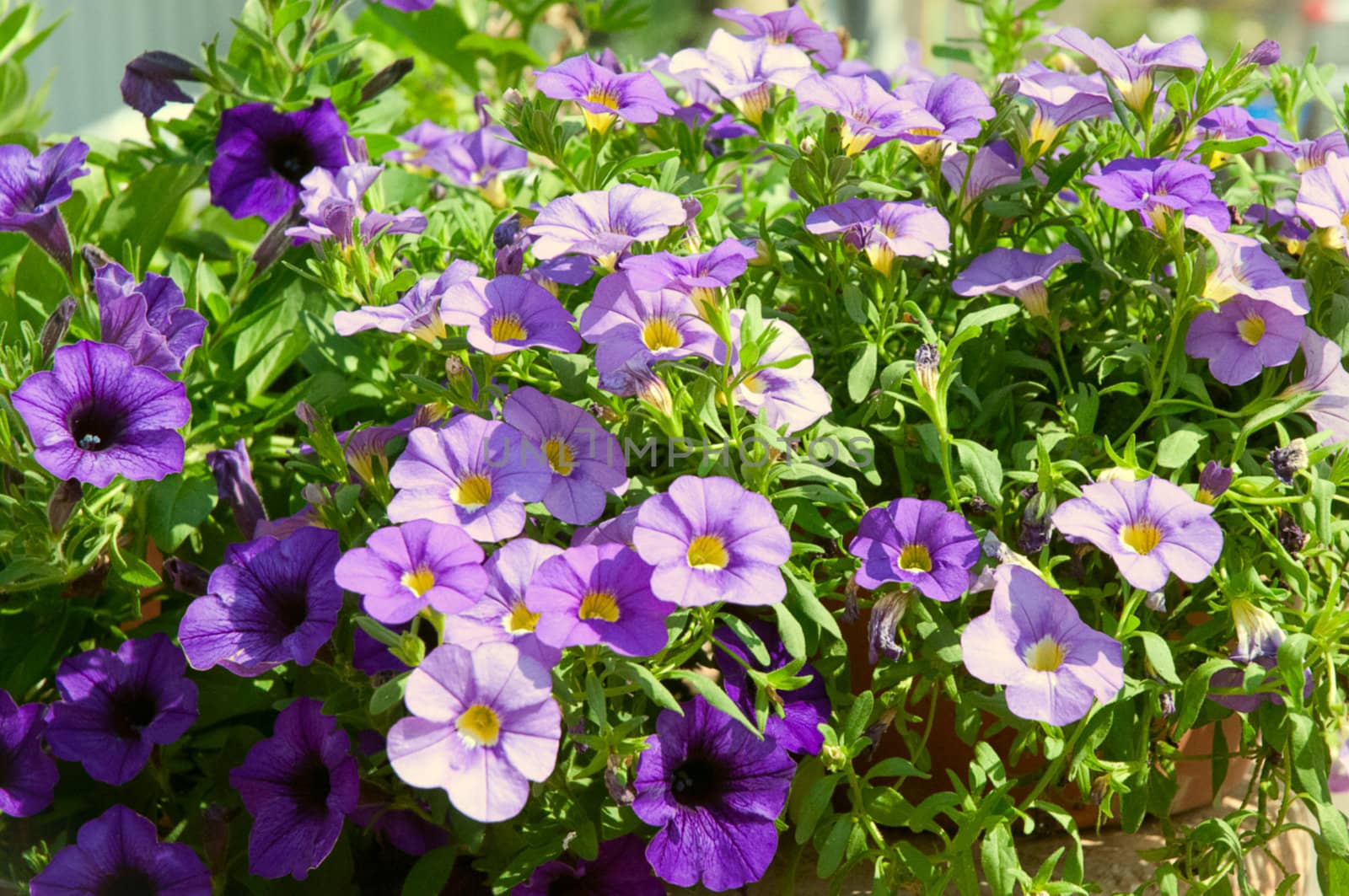 Colorful petunia flowers close up.