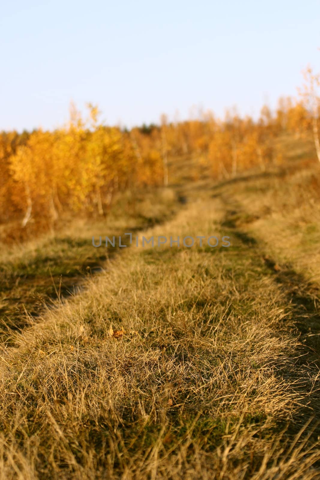 abstract view of road in the forest with very shallow dof