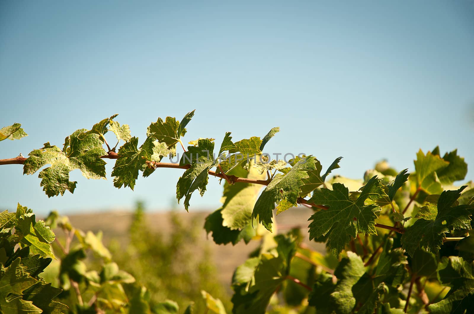 Growth of a grapevine against a blue sky .