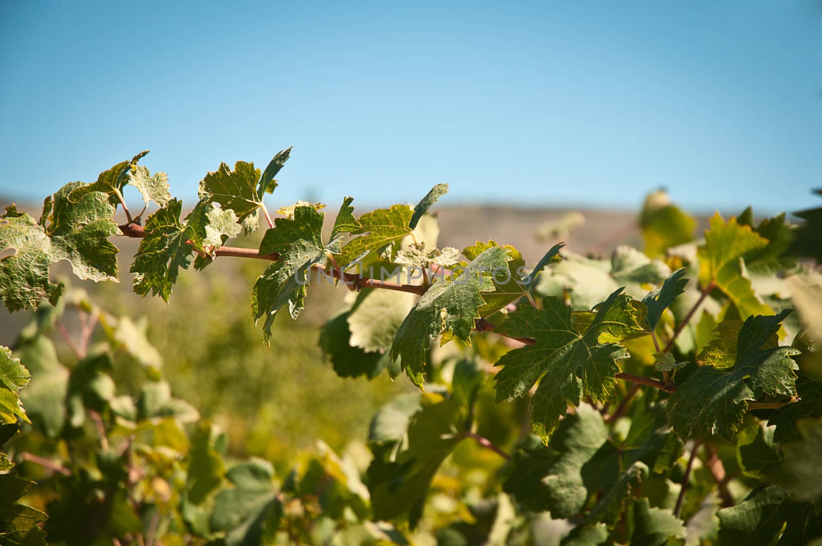 Growth of a grapevine against a blue sky .