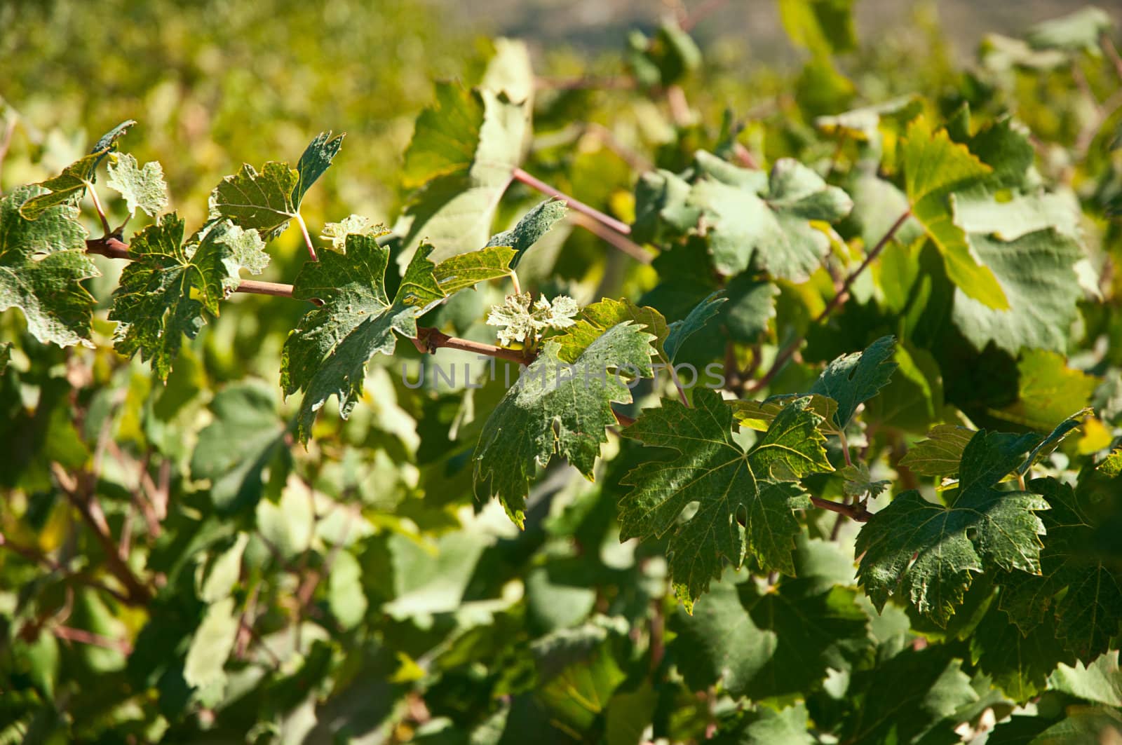 Endless green grapevines in a row growing .