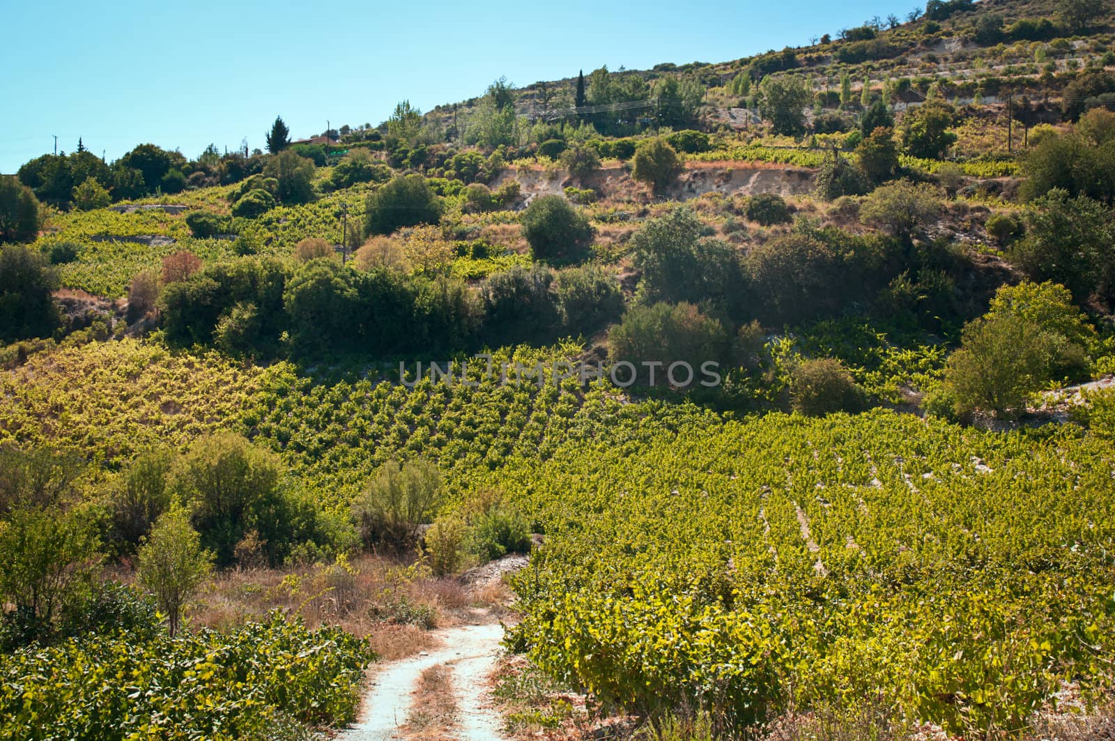 Endless green grapevines in a row growing  on the island of Cyprus .