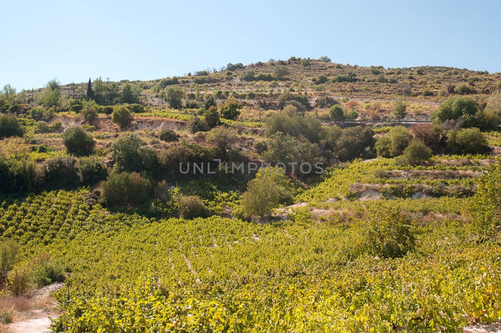 Endless green grapevines in a row growing  on the island of Cyprus .