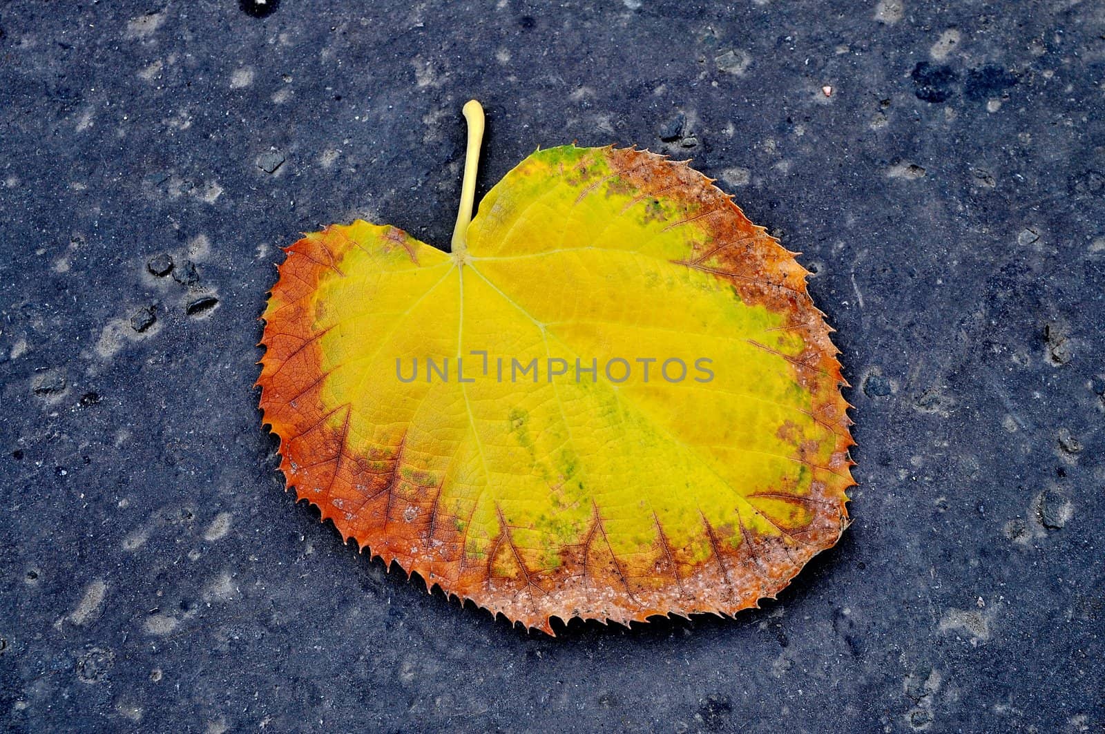 Autumn leaf on asphalt by anderm