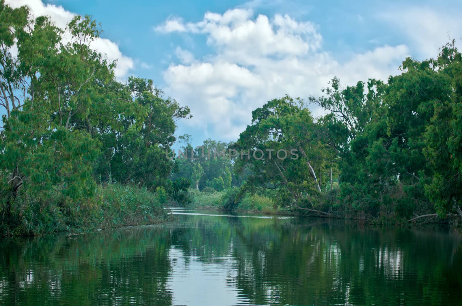 Forest stream in the hot summer day. Alexander Creek. Israel.