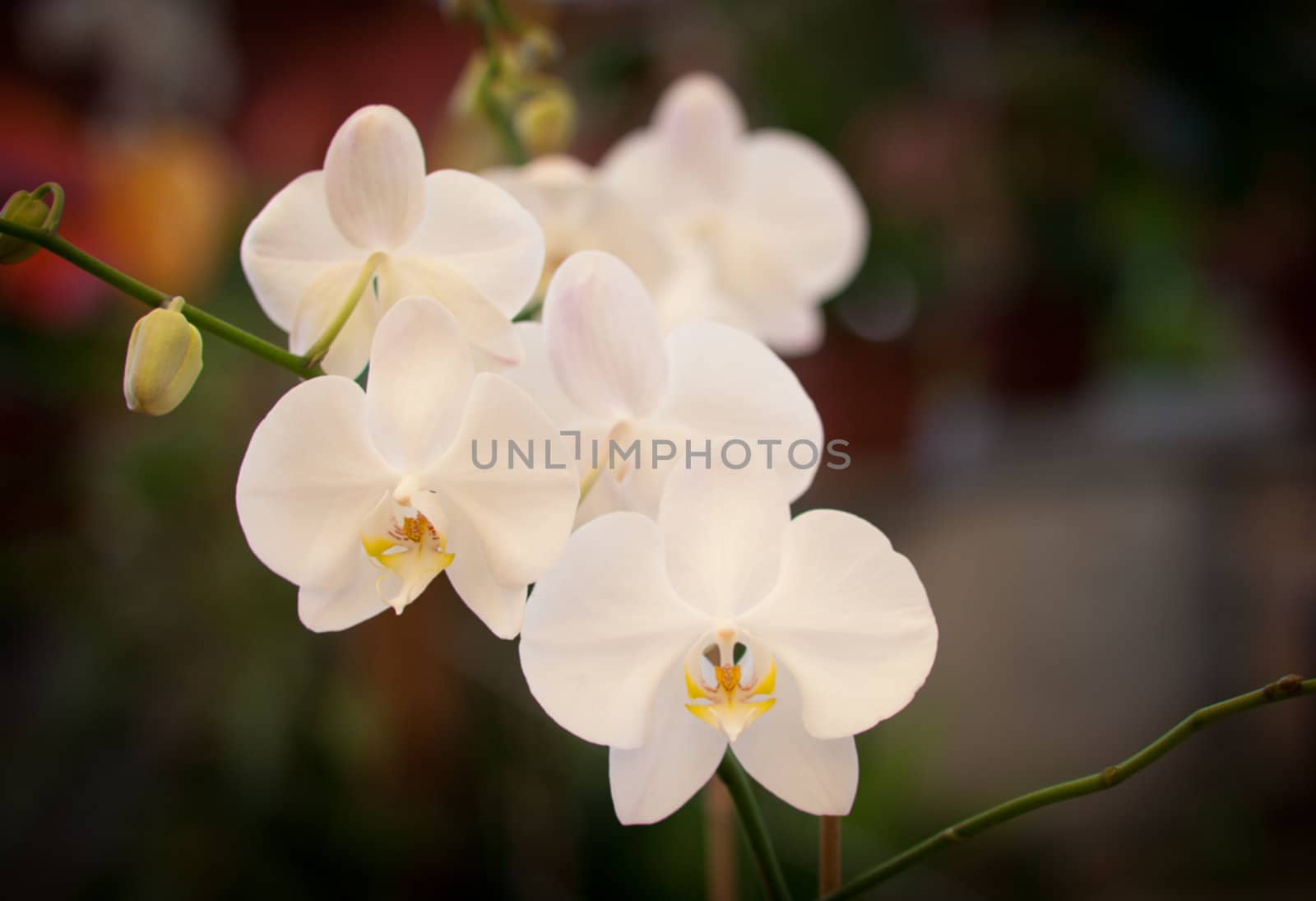 Branch of blossoms  beautiful white orchid  .