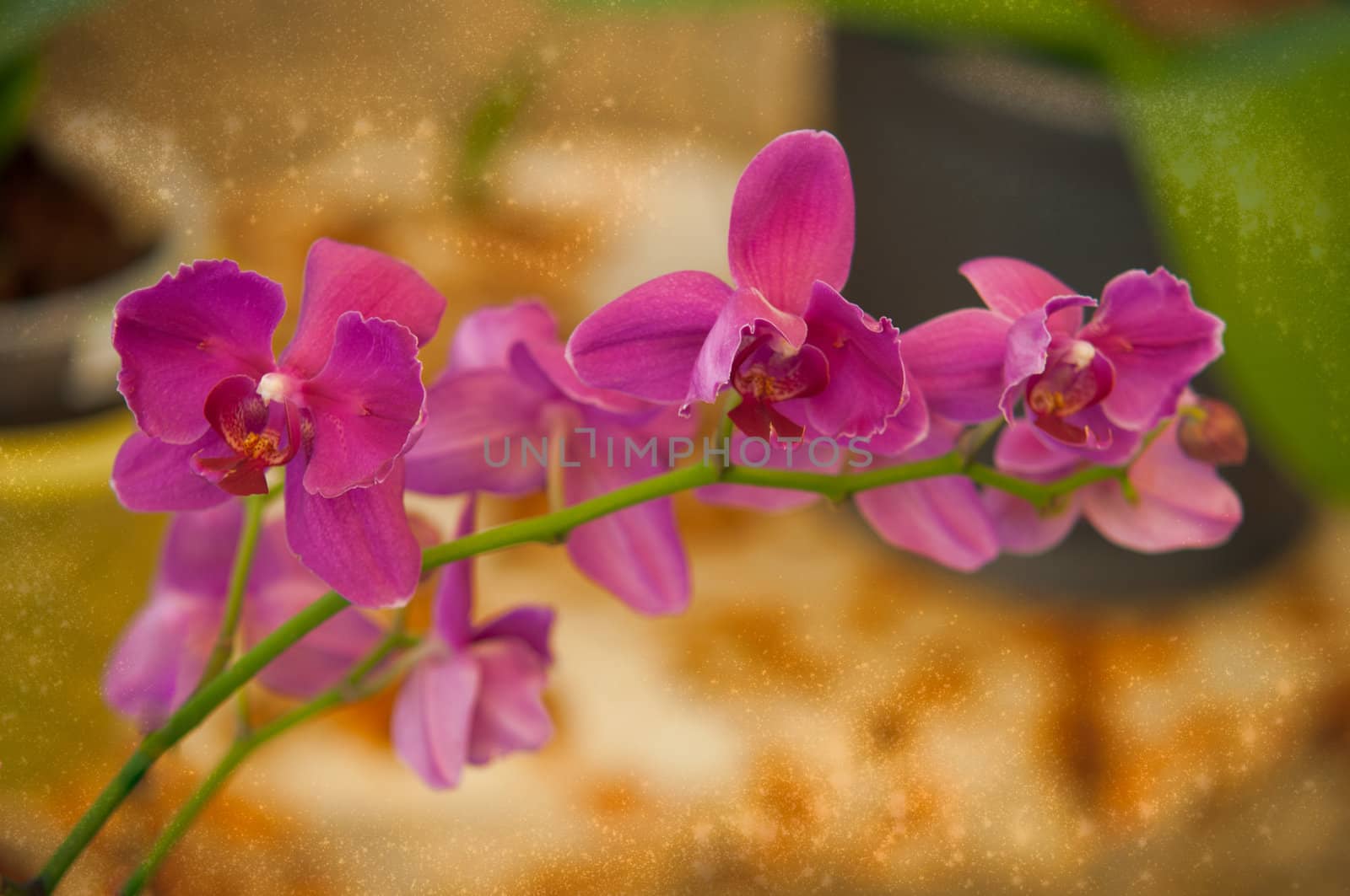 Beautiful pink orchid flower on abstract fantasy black background .