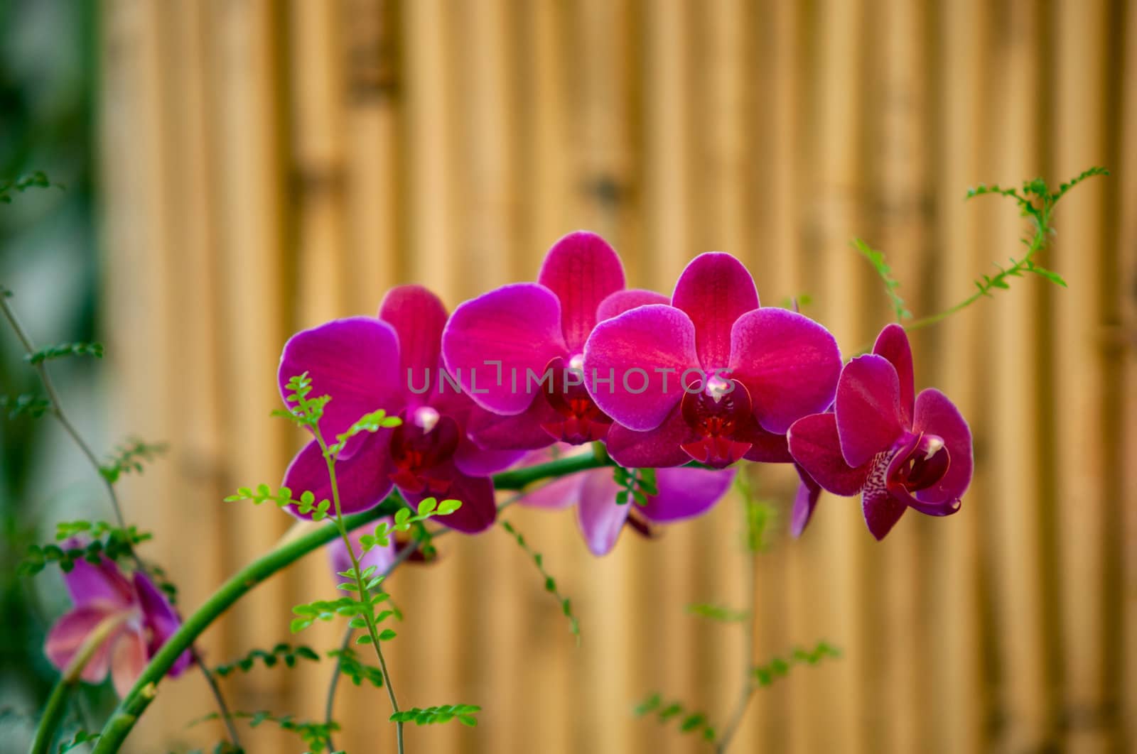 Branch of blossoms  beautiful purple orchid  .