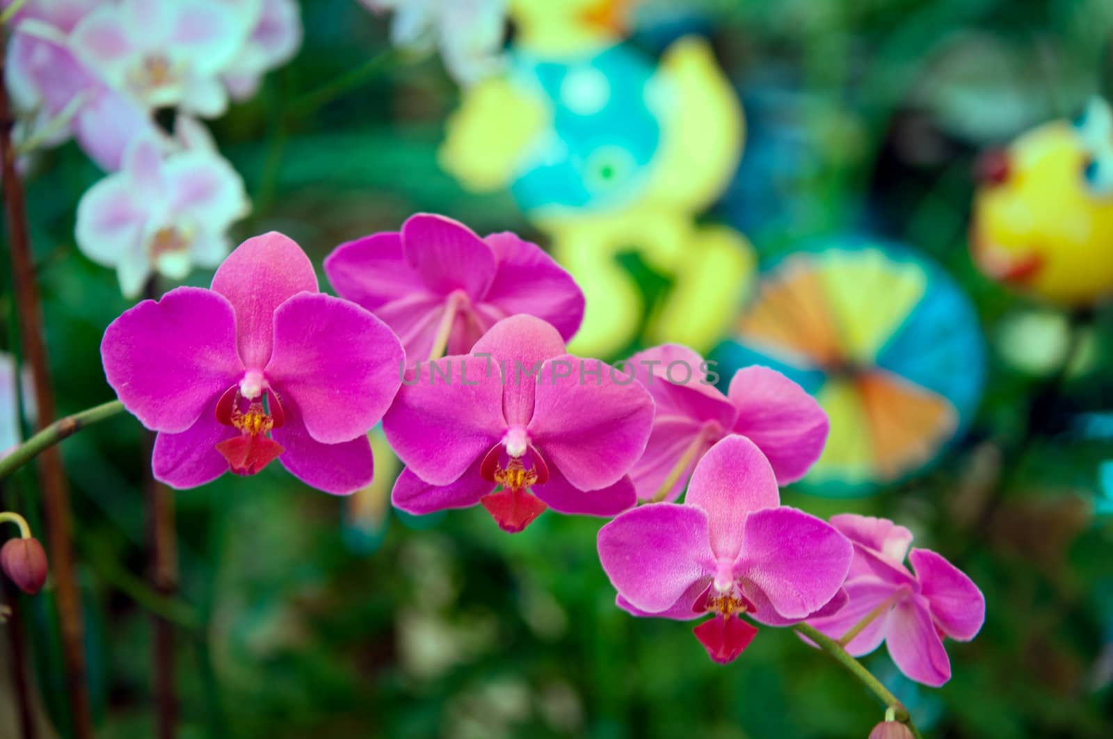 Branch of beautiful purple orchid - phalaenopsis .