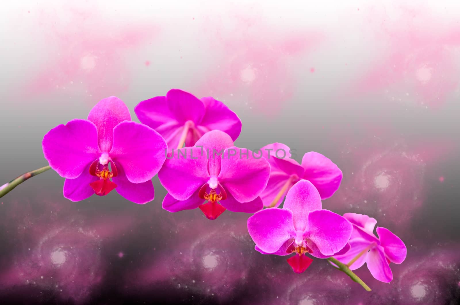 Beautiful pink orchid flower on abstract fantasy black background .
