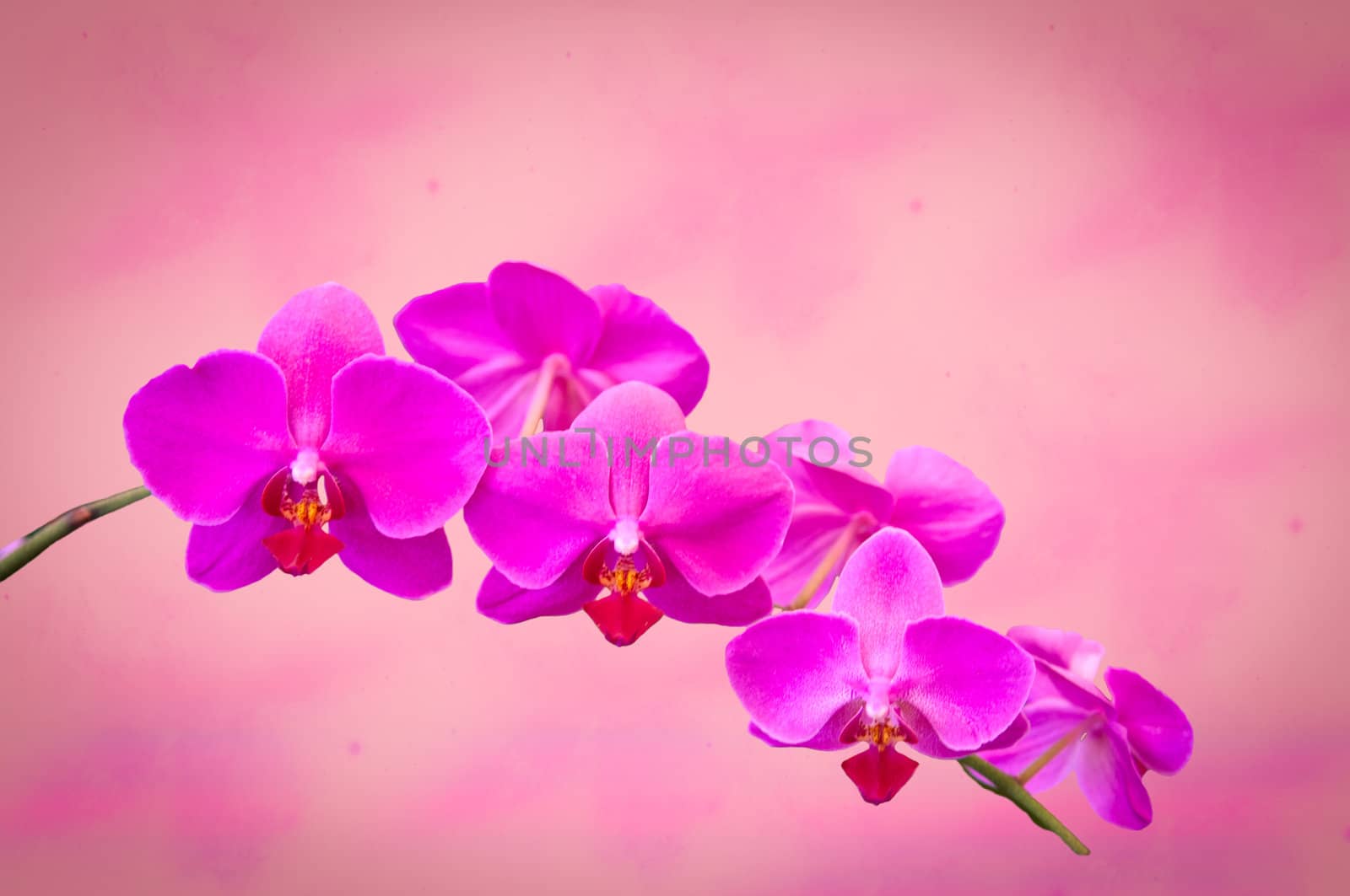 Branch of beautiful purple orchid  on an abstract background .