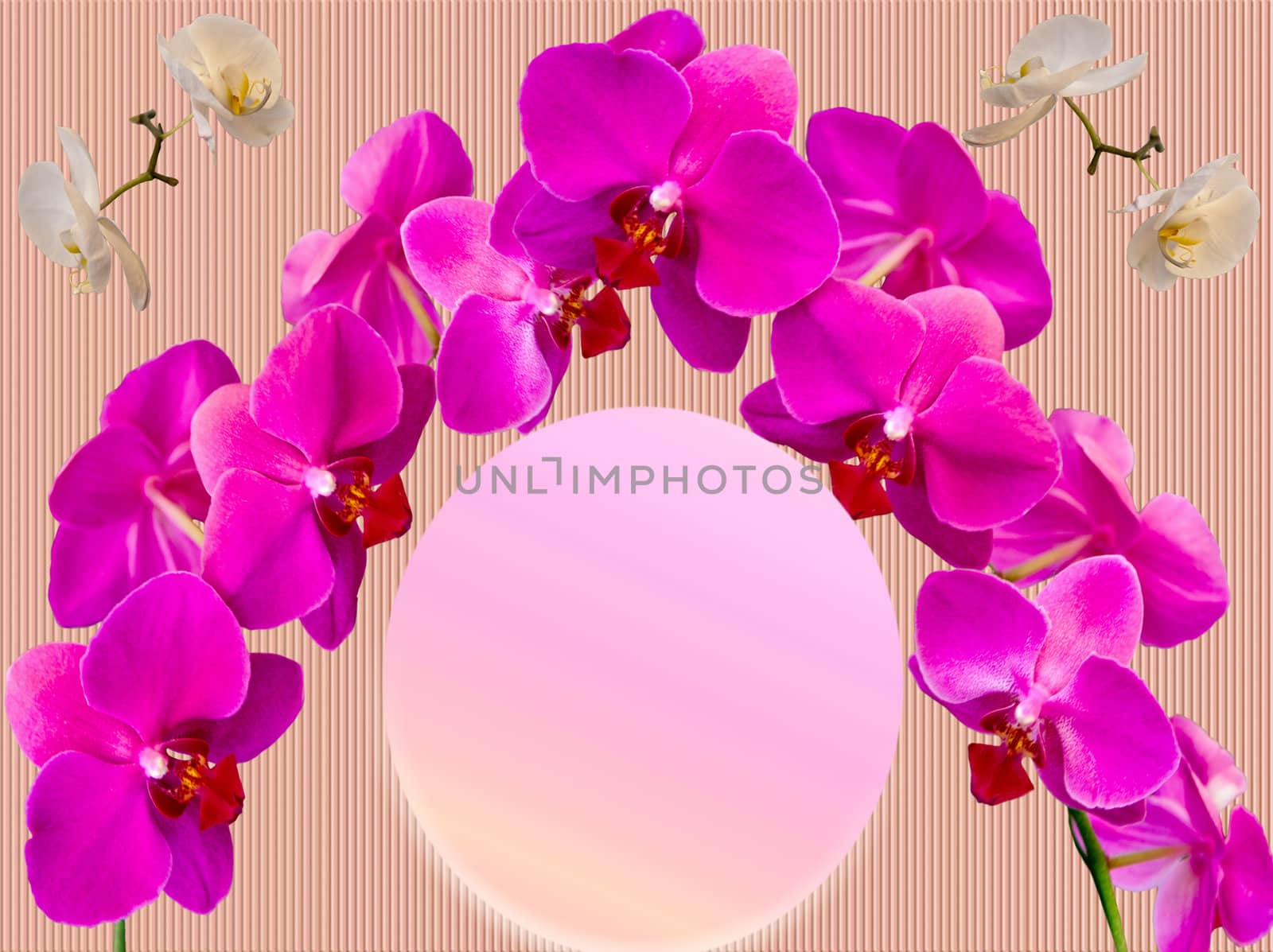 Beautiful pink orchid flower on Abstract background .