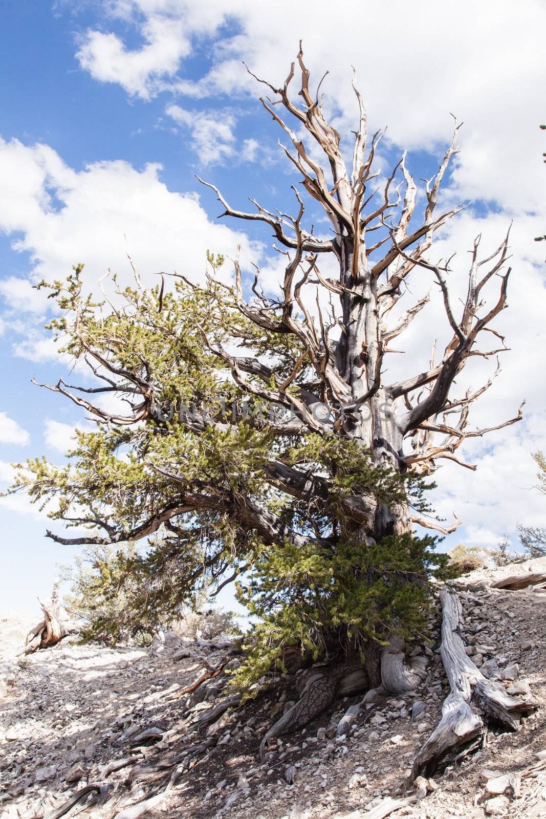 Ancient Bristlecone Pine Forest by melastmohican