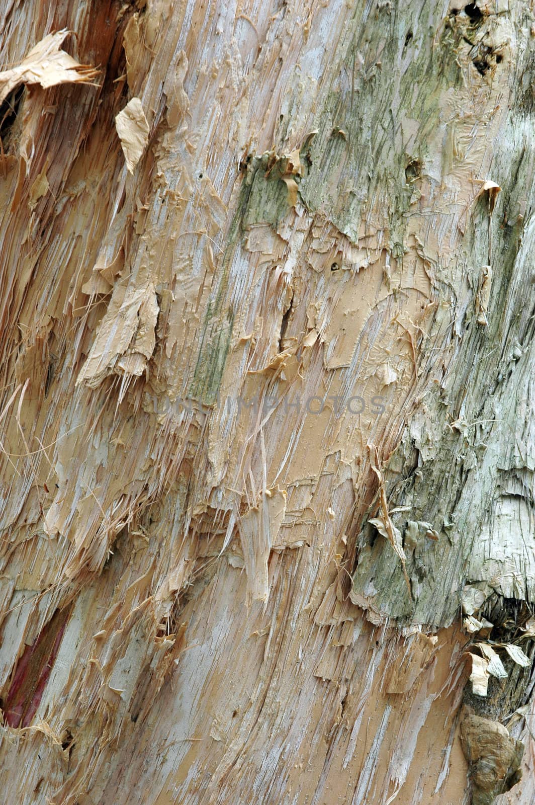 white tree bark texture by antonihalim
