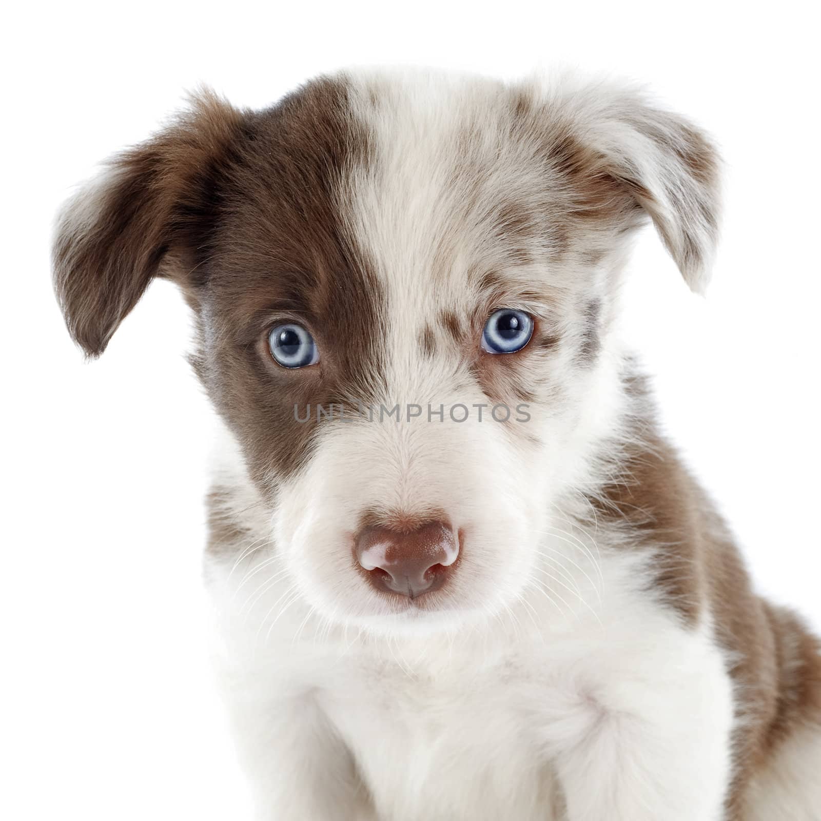 portrait of puppy border collie in front of white background